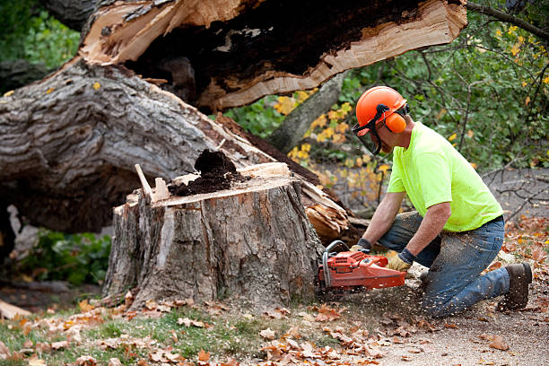 How Our Tree Care Process Works  in  West Pleasant View, CO